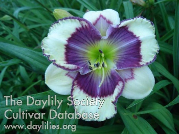 Daylily Smoke Gets in Your Eyes
